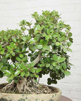 Ficus Microcarpa Bonsai