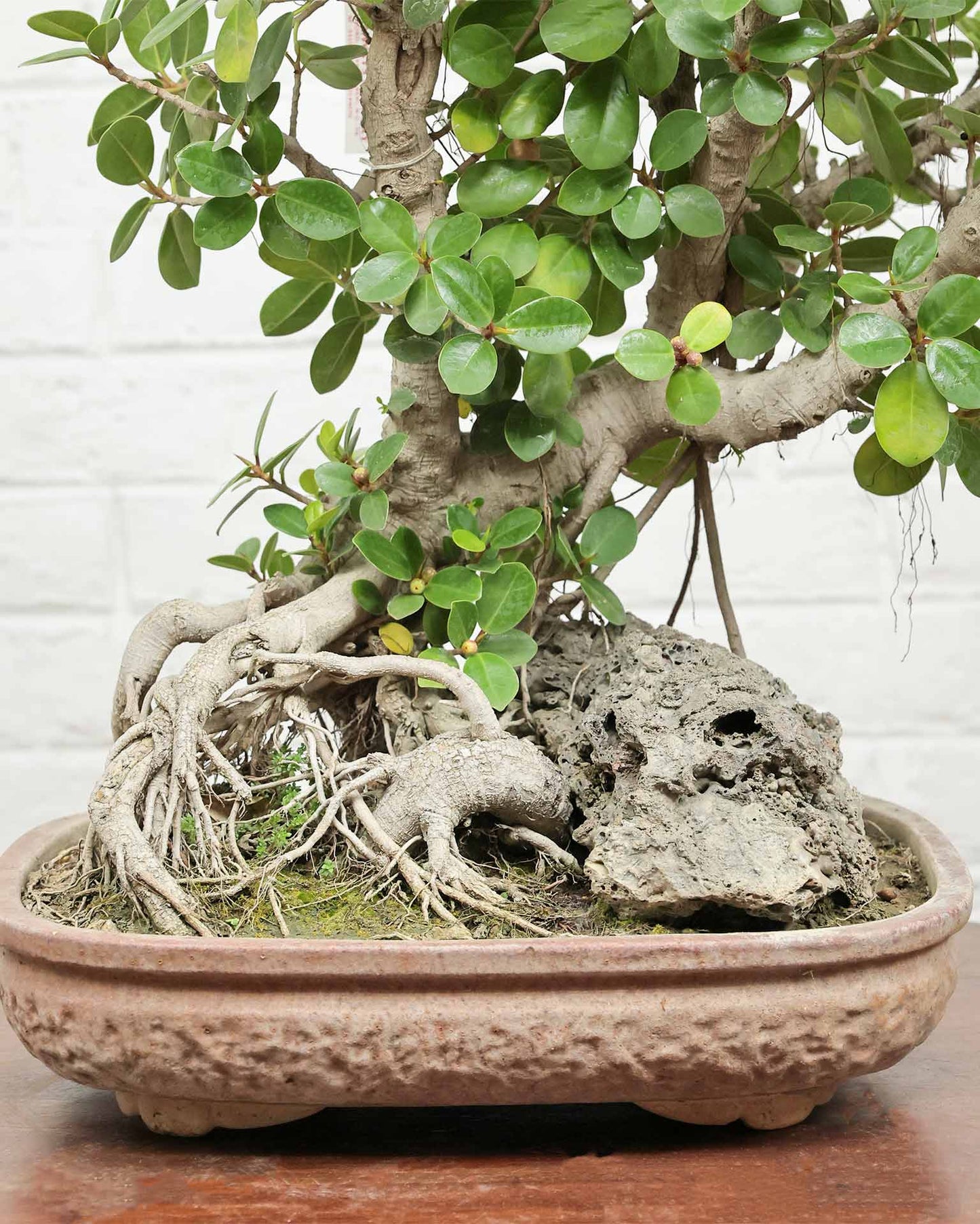 Ficus Microcarpa Bonsai