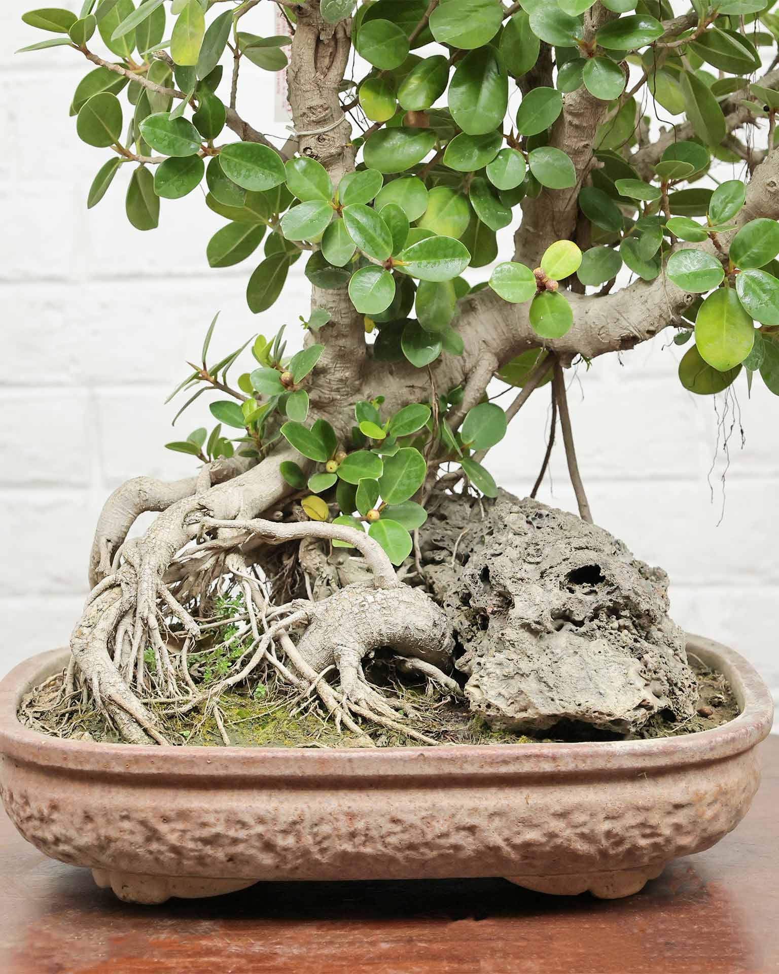 Ficus Microcarpa Bonsai