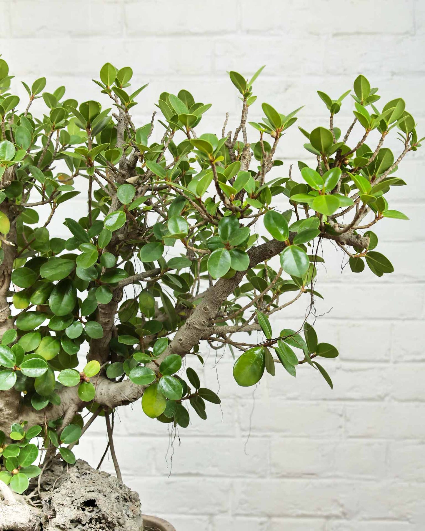 Ficus Microcarpa Bonsai