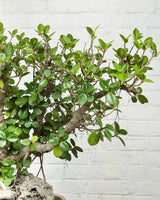 Ficus Microcarpa Bonsai