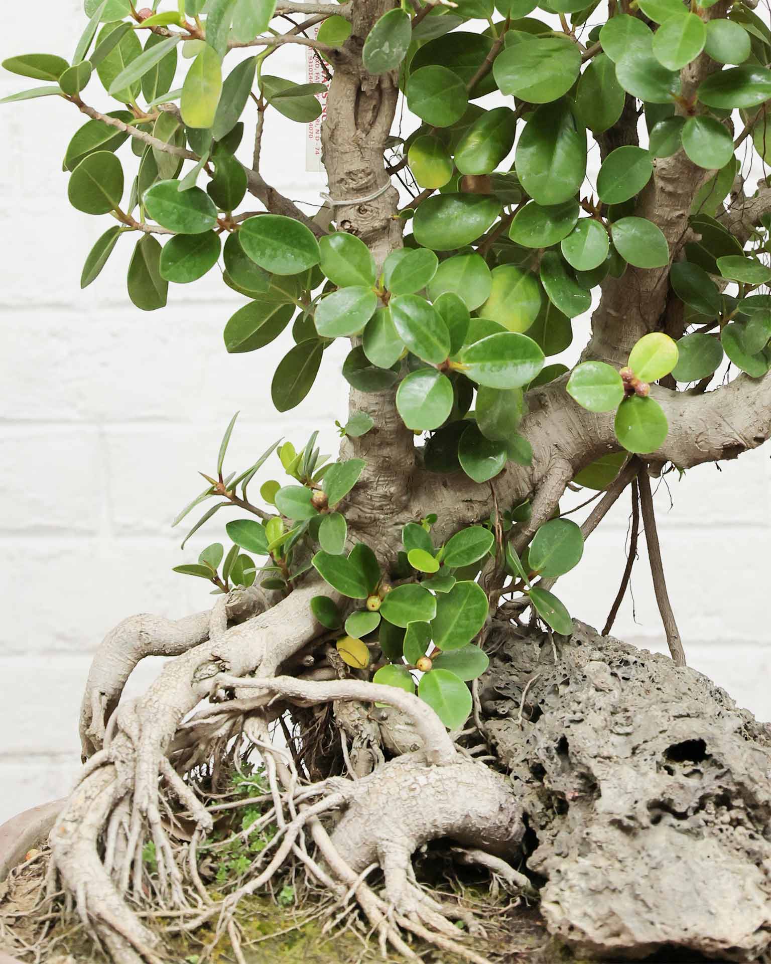 Ficus Microcarpa Bonsai