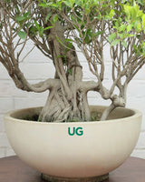 Ficus Nuda Bonsai