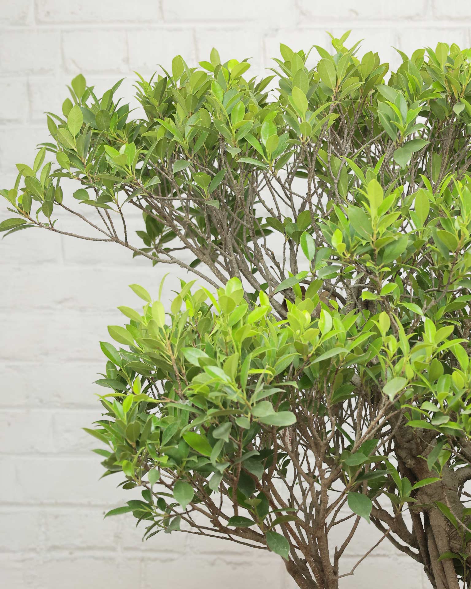 Ficus Nuda Bonsai