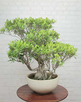 Ficus Nuda Bonsai