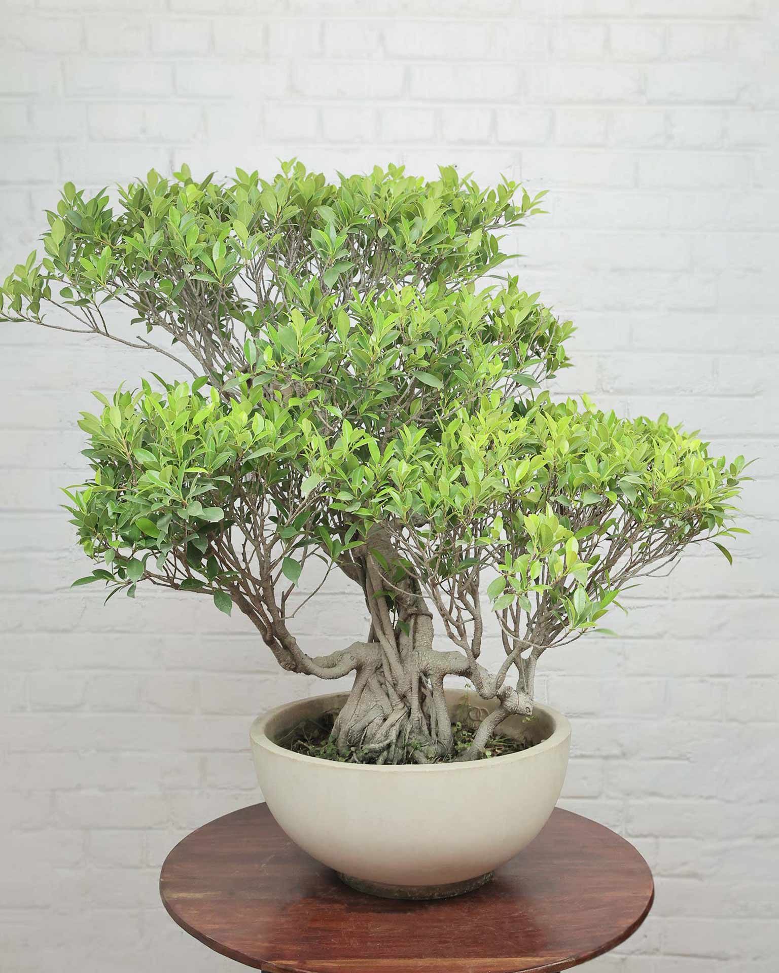 Ficus Nuda Bonsai