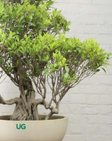 Ficus Nuda Bonsai