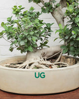 Ficus Ginseng Bonsai