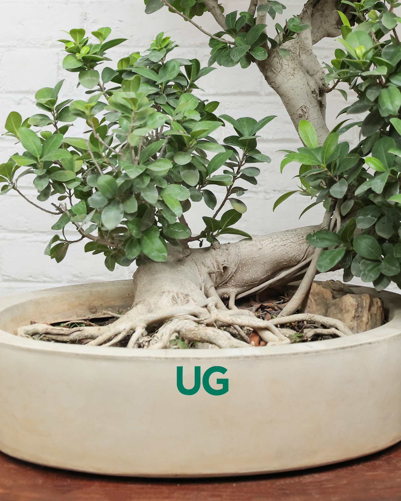 Ficus Ginseng Bonsai
