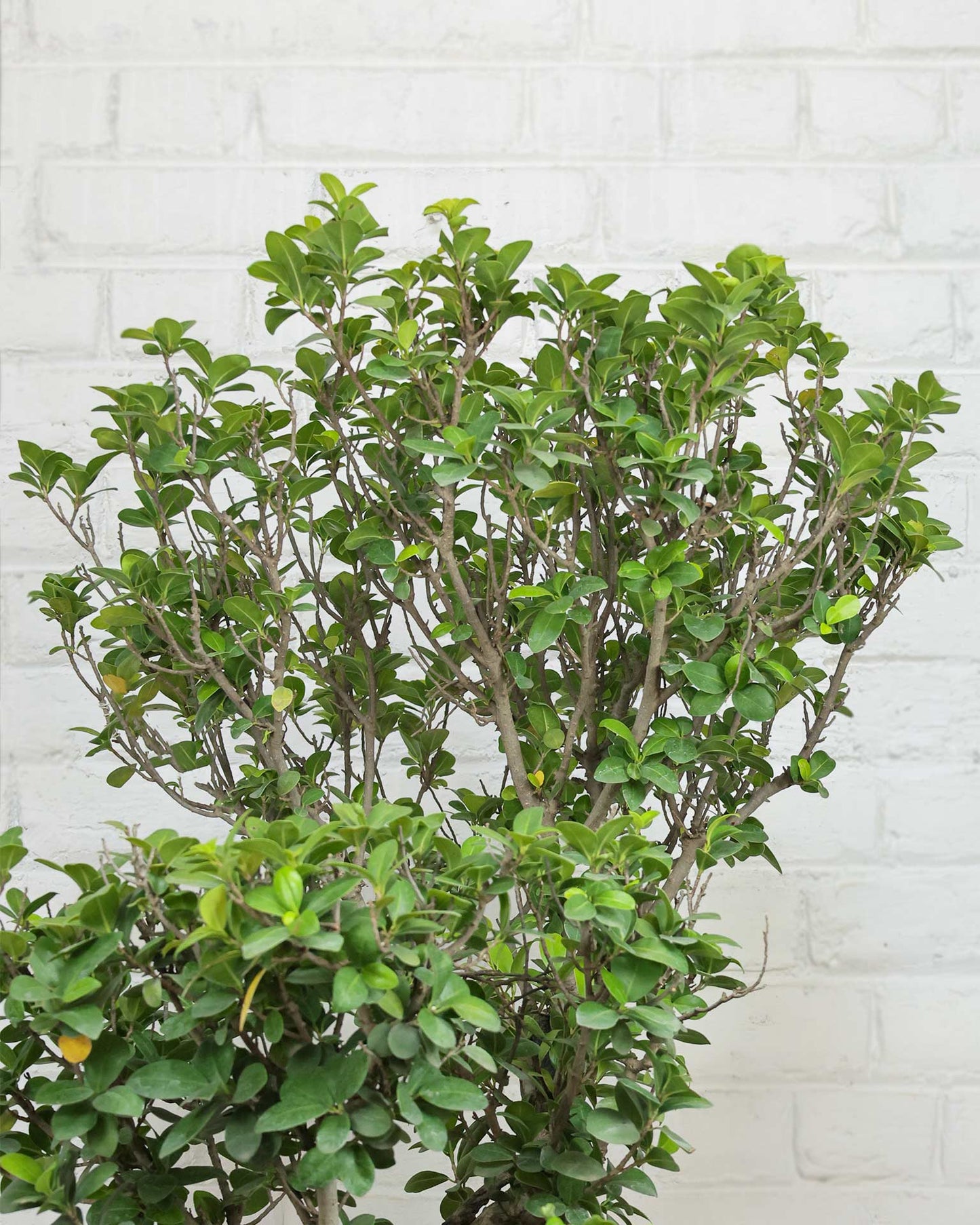 Ficus Ginseng Bonsai