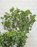 Ficus Ginseng Bonsai