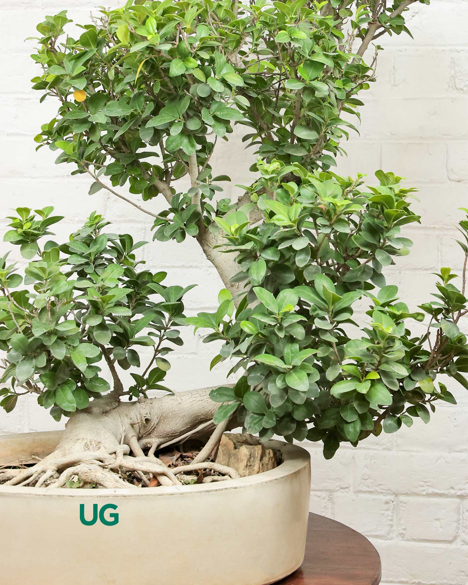 Ficus Ginseng Bonsai