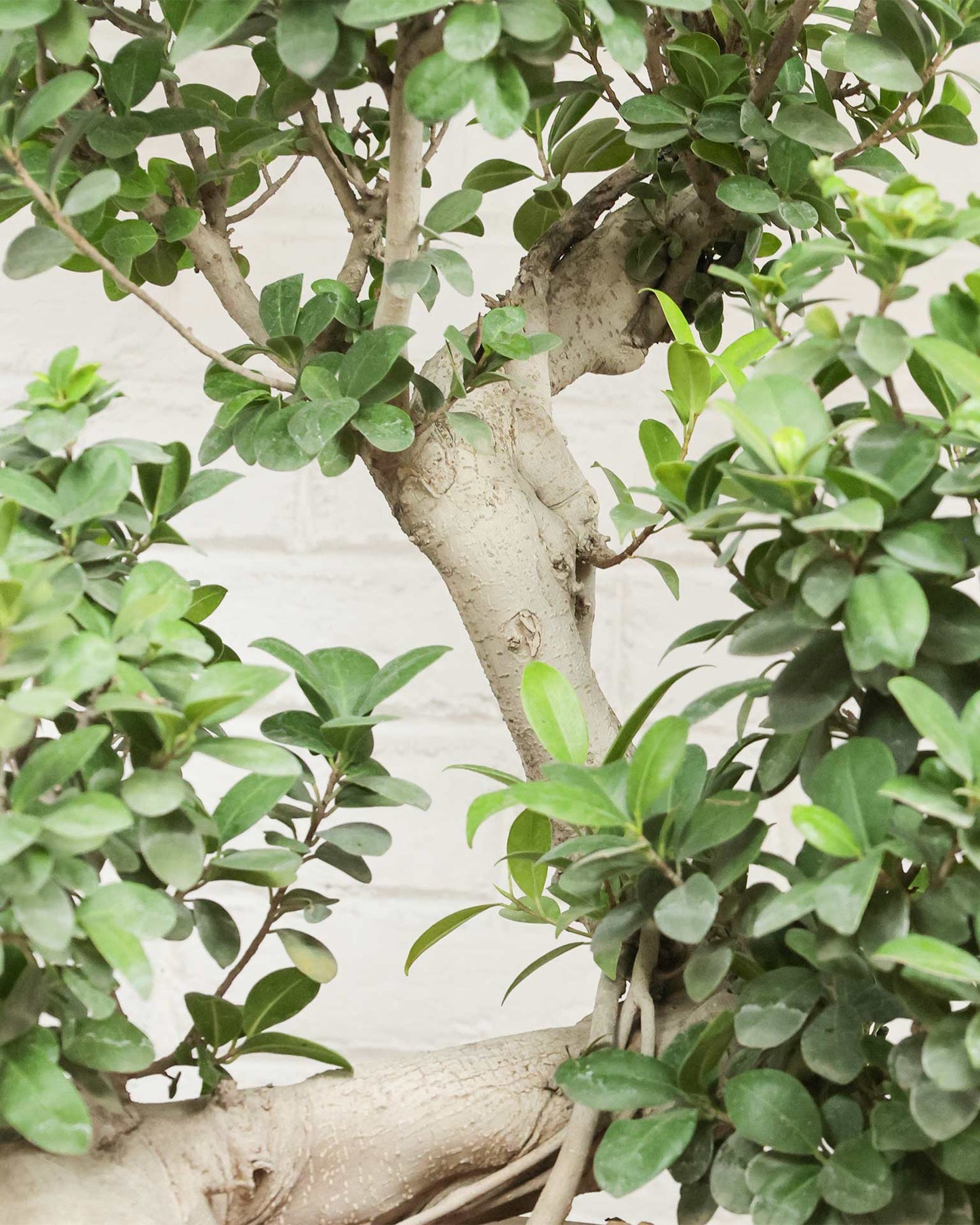 Ficus Ginseng Bonsai