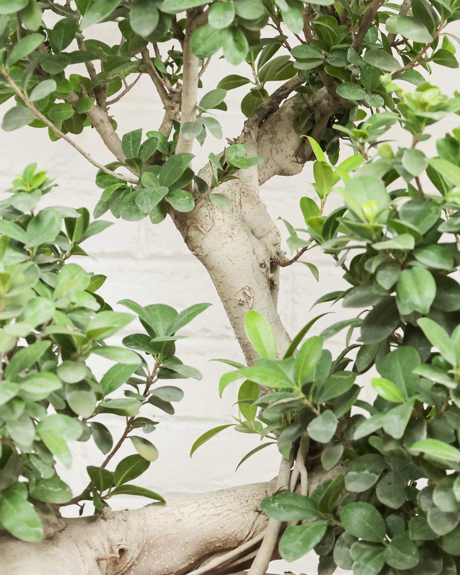 Ficus Ginseng Bonsai