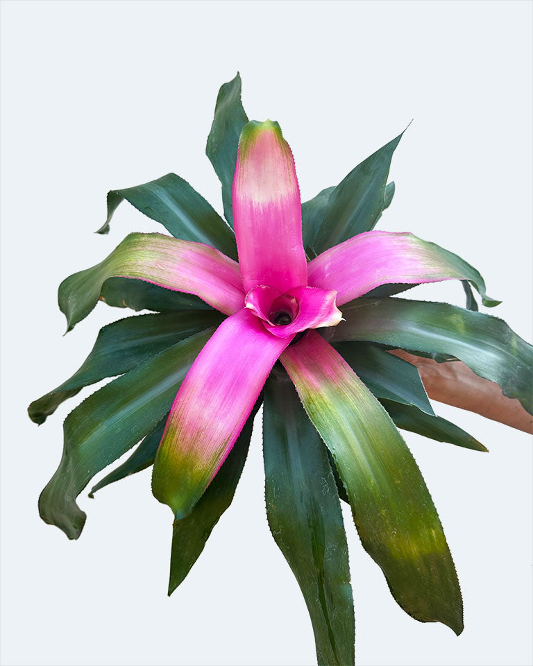 Neoregelia Bromeliad Plant