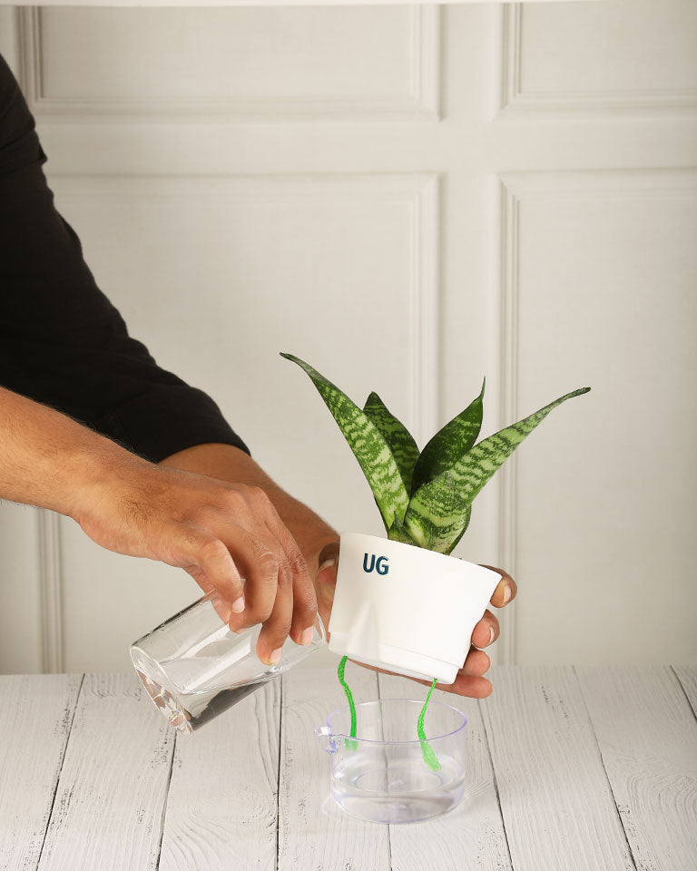 are self watering pots good for snake plants Snake Plant in Self-Watering Planter – unlimitedgreens