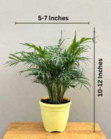 buy palm online in Delhi NCR