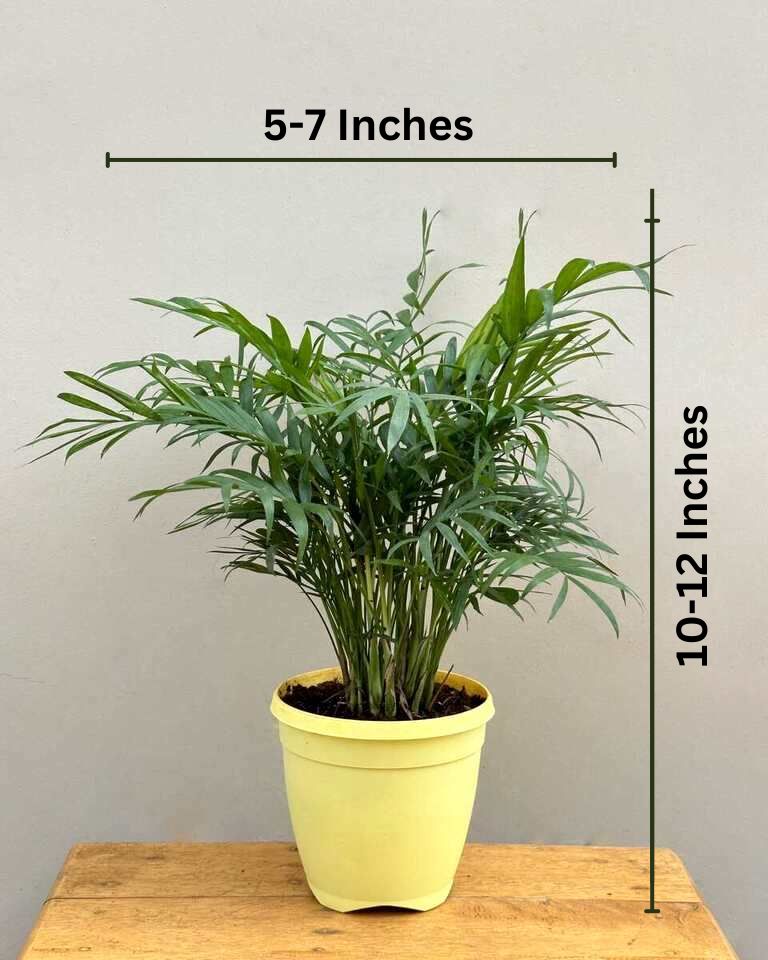 buy palm online in Delhi NCR