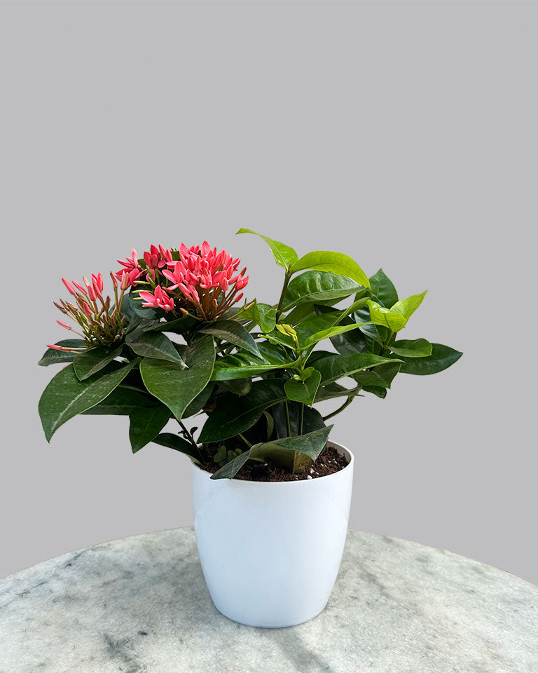 Thai Ixora Dwarf Plant