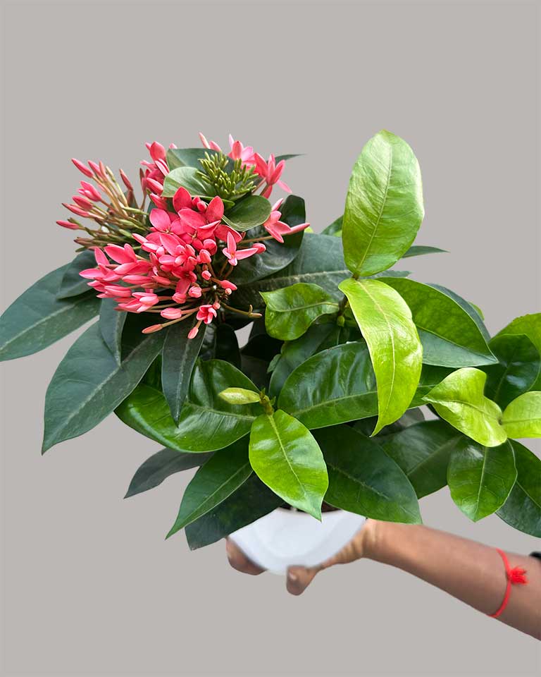 Thai Ixora Dwarf Plant