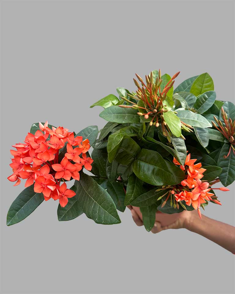 Thai Ixora Dwarf Plant