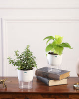 Jade Plant Online , jade plants