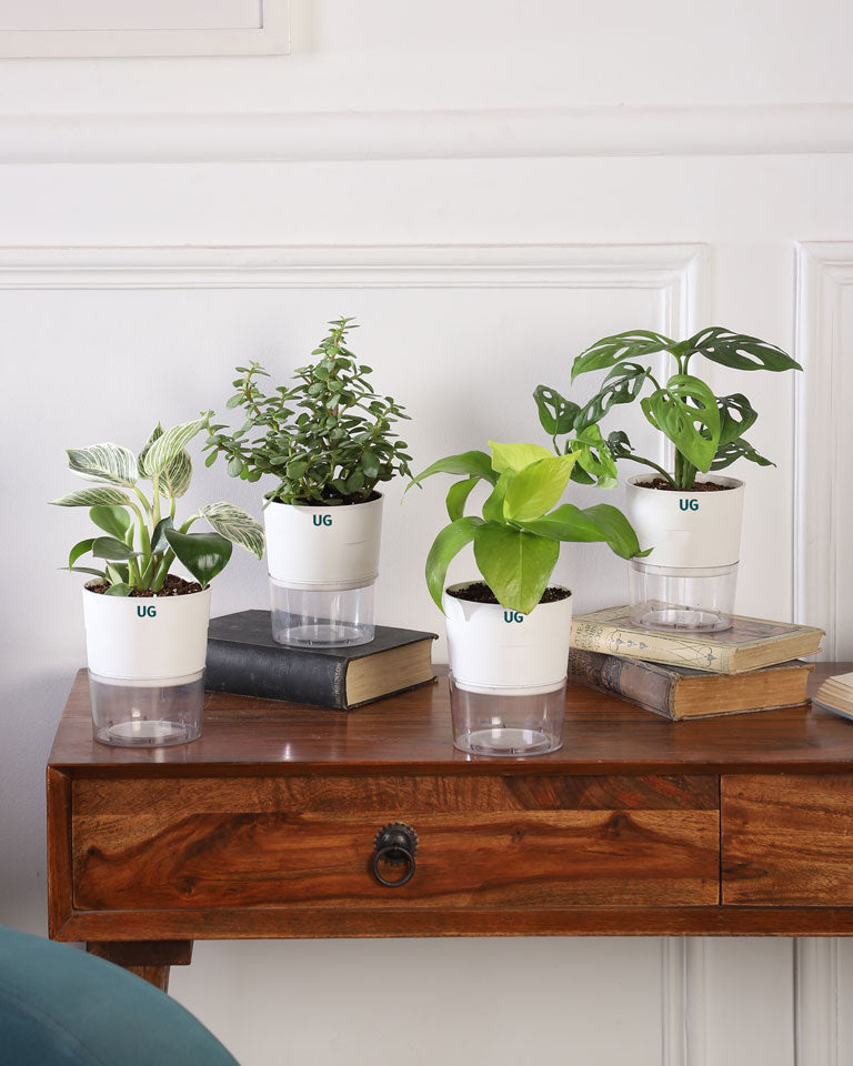 Air Purifying Plants Combo