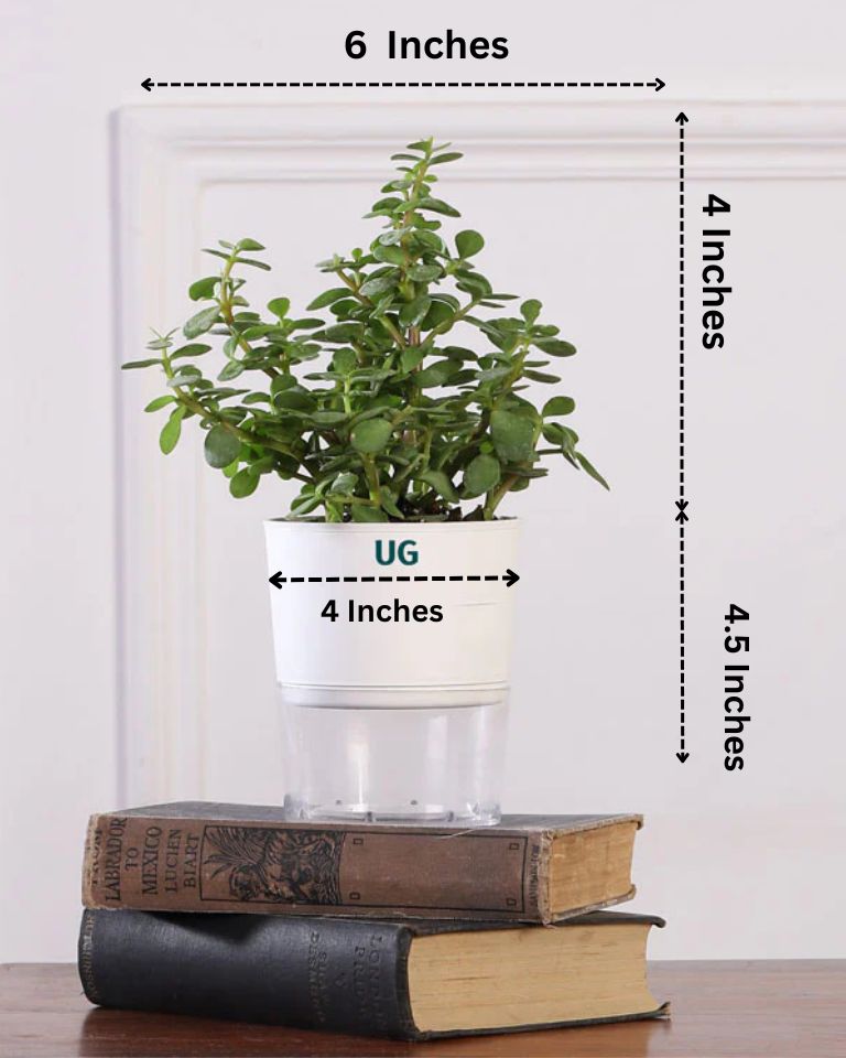 jade plant online shopping Shop Lucky Jade Plant In Self Watering Pot