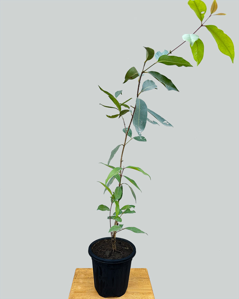 Jamun Plant {Indian Blackberry}