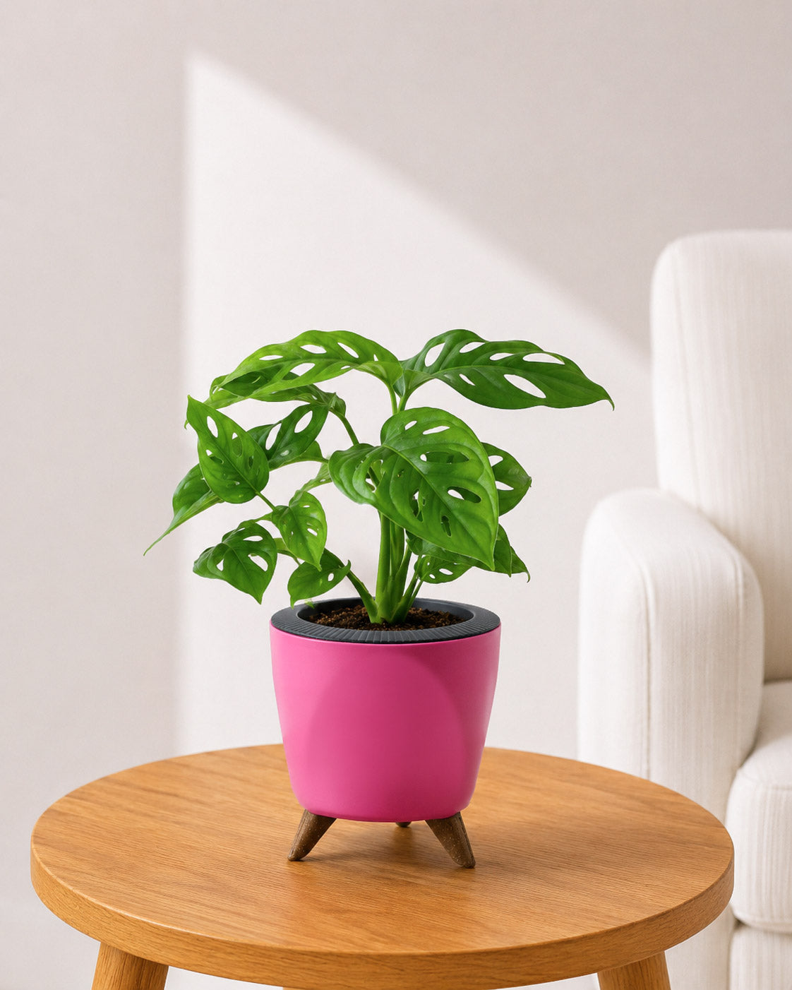 Philodendron Broken Heart In Self Watering Pot