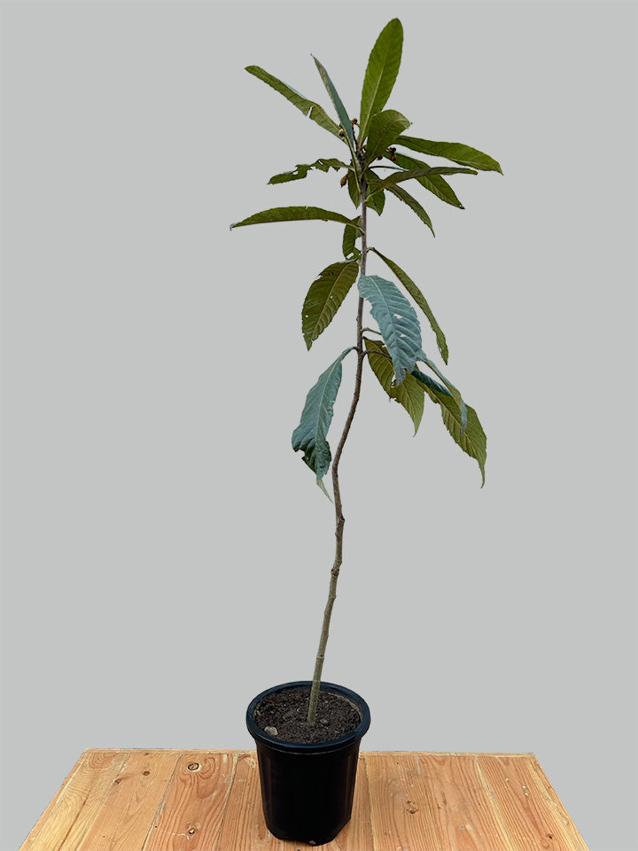 Hybrid Loquat Plant