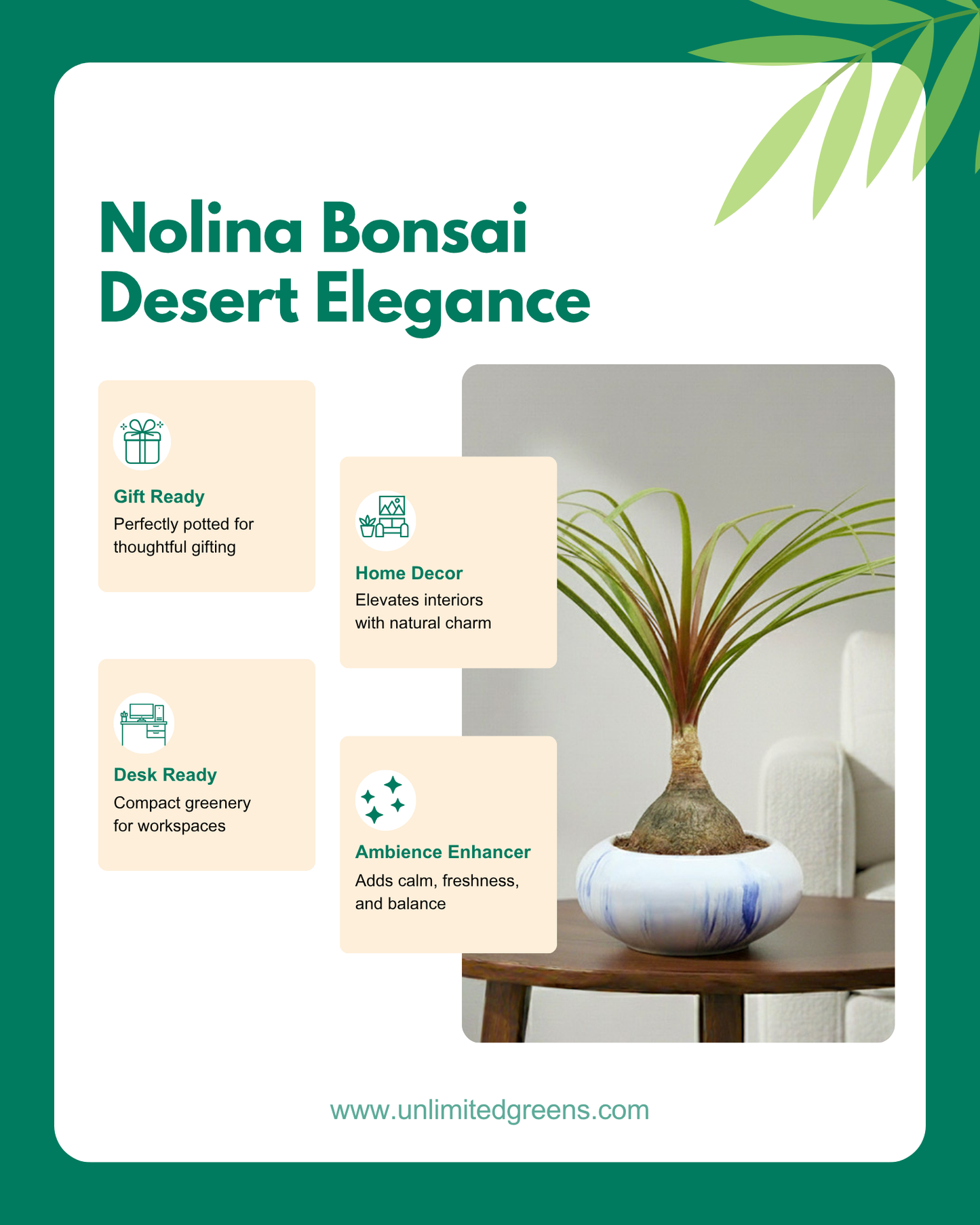 Nolina Bonsai Plant in Ceramic Marble Pot (Beaucarnea recurvata – Ponytail Palm)