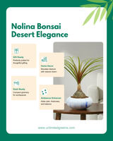 Nolina Bonsai Plant in Ceramic Marble Pot (Beaucarnea recurvata – Ponytail Palm)