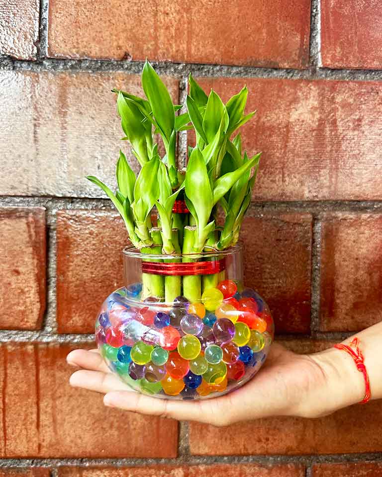 Lucky Bamboo in Round Glass Pot with Hydrogel Beads