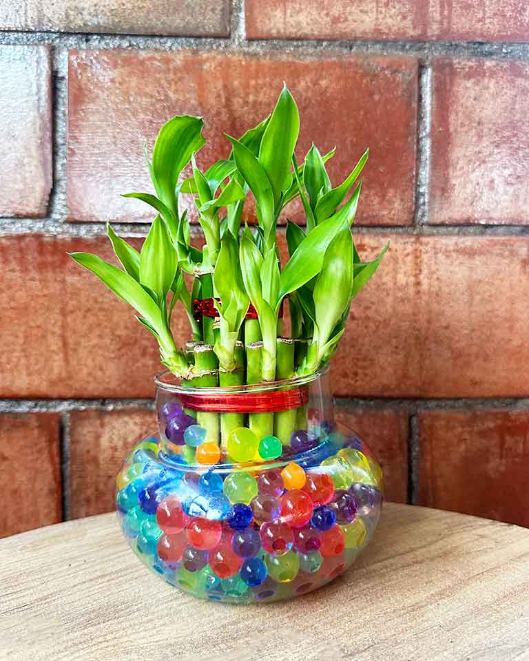 Lucky Bamboo in Round Glass Pot with Hydrogel Beads