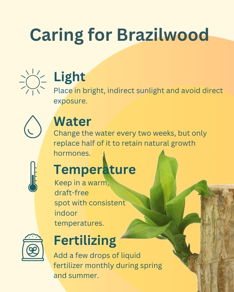 Brazilwood Plant – Dracaena Fragrans With Ceramic Tray