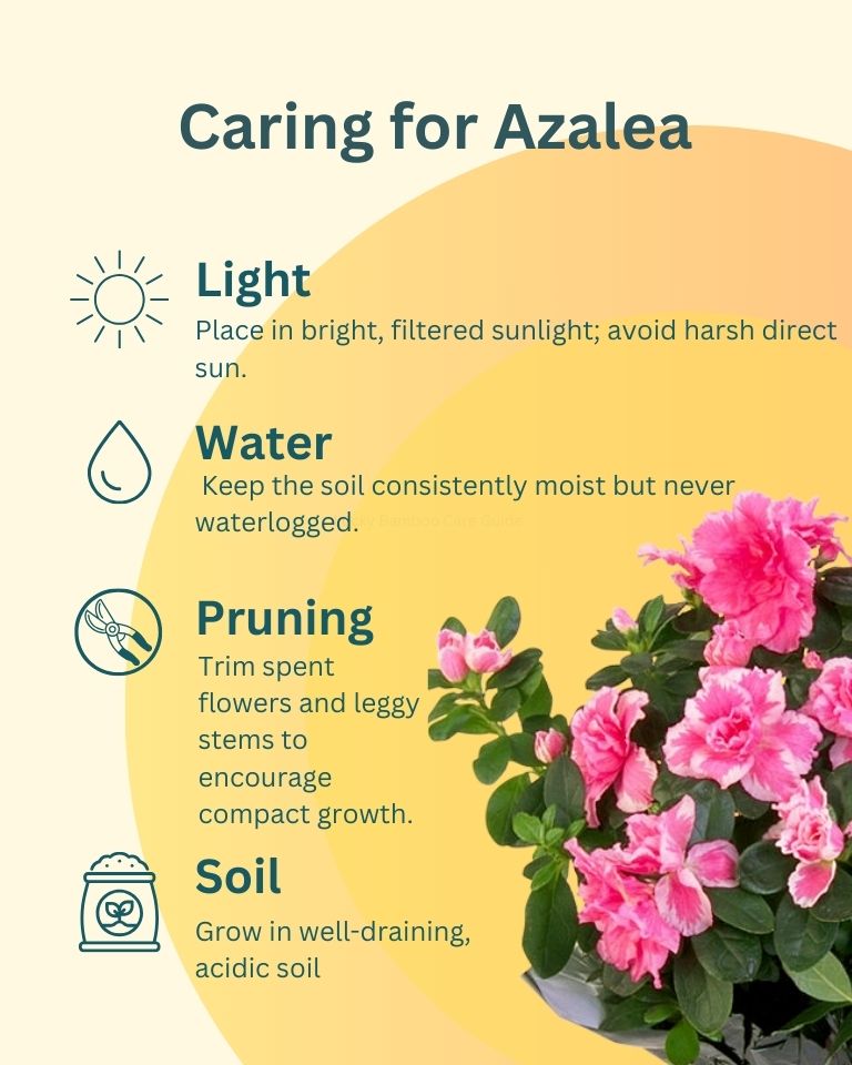 Azalea Dwarf Plant