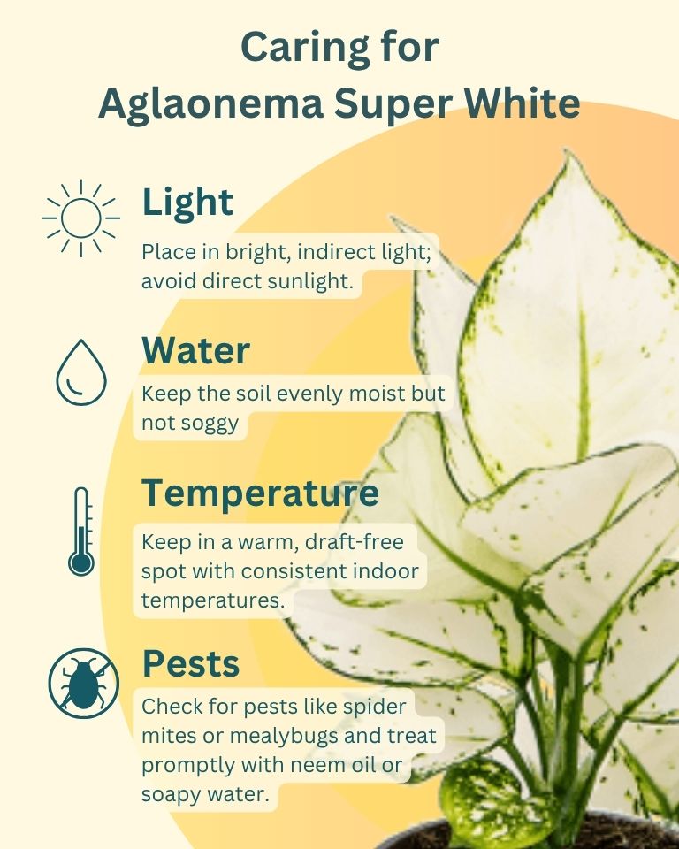Aglaonema Super White In Self Watering Pot