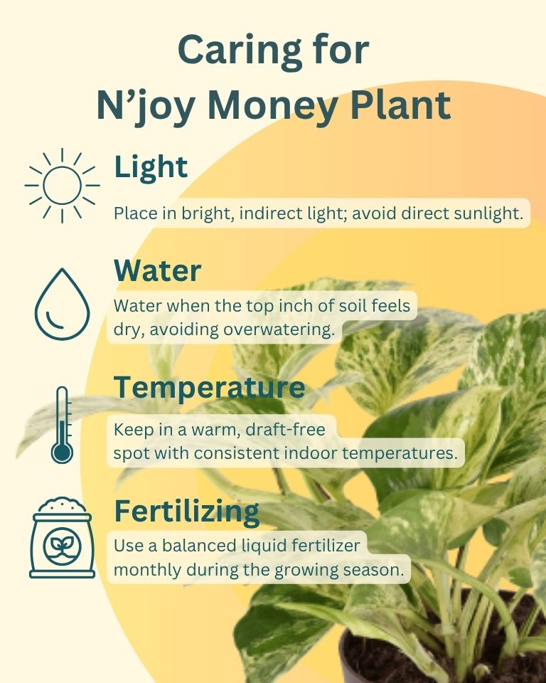 N'joy Money Plant In self Watering Pot