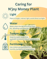 Low Maintenance Plants Combo