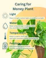Combo Of 2 - Money Plant Golden And Jade Plant