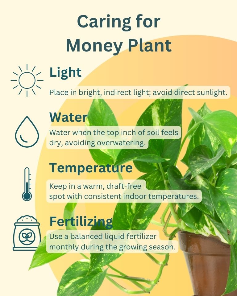 Combo Of 2 - Money Plant Golden And Jade Plant