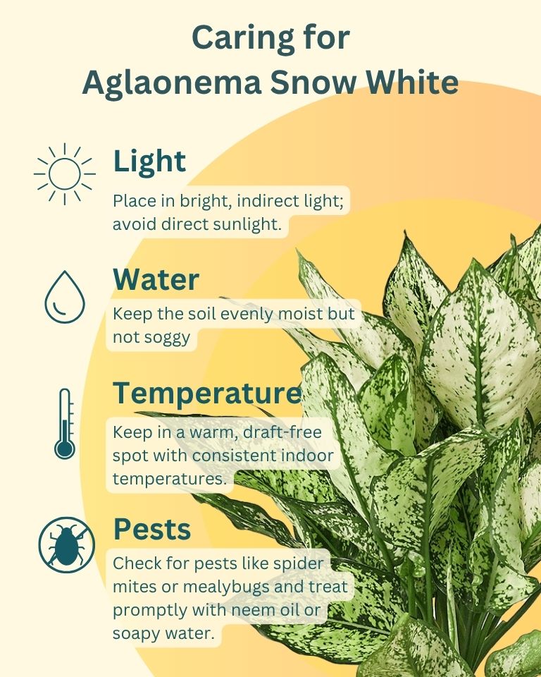 Aglaonema Snow White In Self Watering Pot