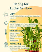 lucky bamboo care sheet Lucky Bamboo in Round Glass Pot with Hydrogel Beads- Unlimited Greens – unlimitedgreens