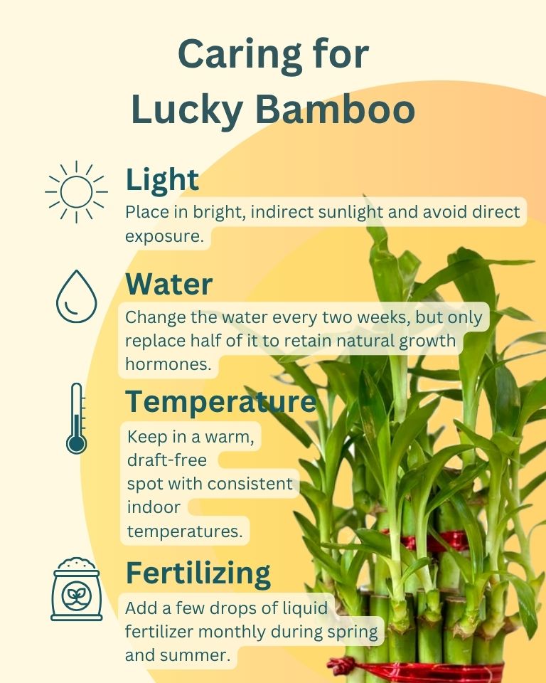 Lucky Bamboo in Round Glass Pot with Hydrogel Beads