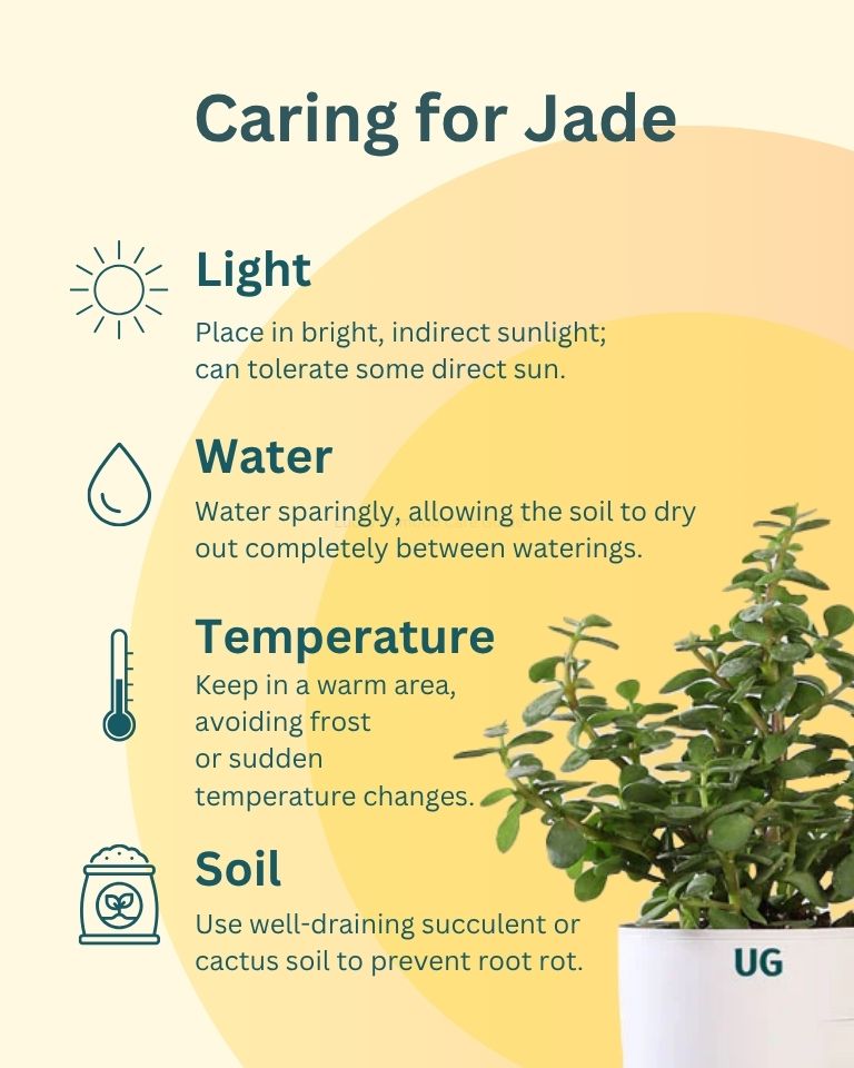 Combo Of 2 - Money Plant Golden And Jade Plant
