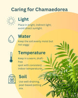 Chamaedorea Palm