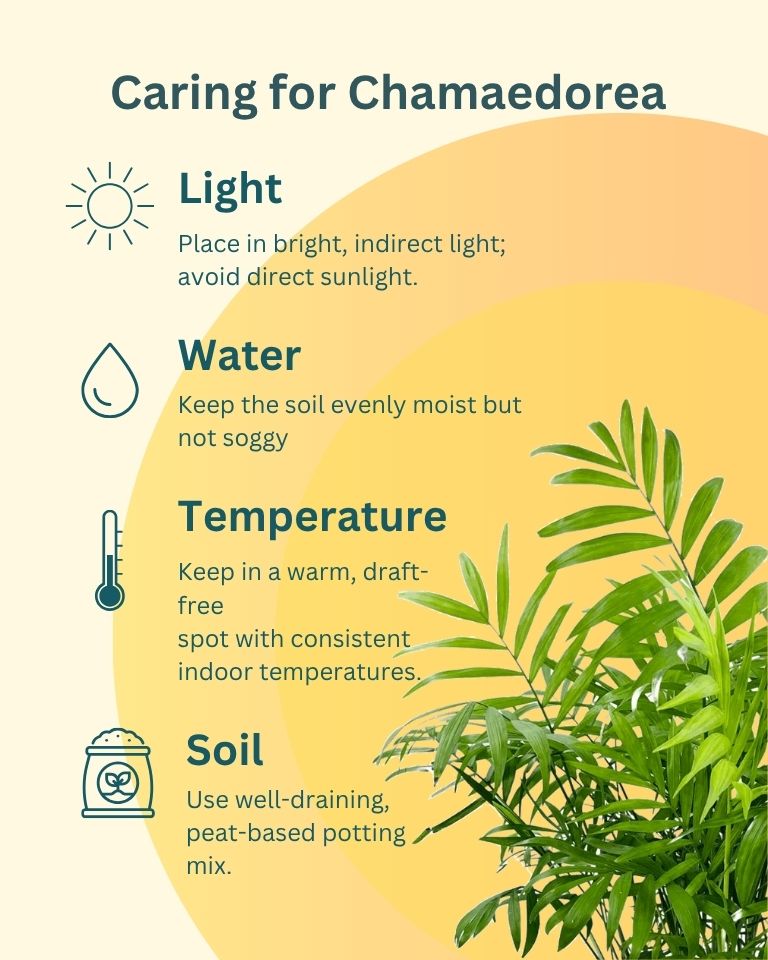 Chamaedorea in Self Watering Pot