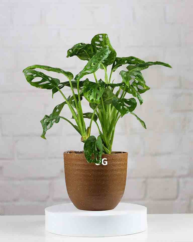 Philodendron Broken Heart Plant in Brown Eco Planter with Mother’s Day Greeting Card – Best Indoor Plant Gift for Mom