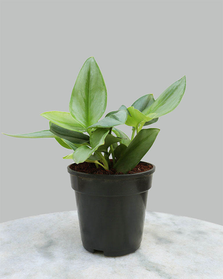 Scindapsus Treubii Moonlight Plant {Silver Pothos}